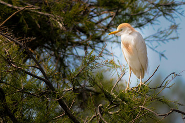 Cattle egret