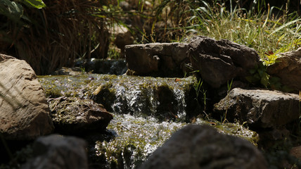 Fototapeta na wymiar Close view of a forest creek with stones and grass