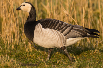 Barnacle goose