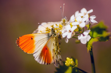 Two beautiful butterflies on a flower