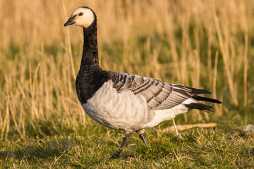 Barnacle goose