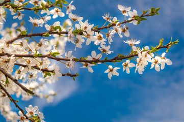 Fototapeta premium Blossom flowers in tree in the spring