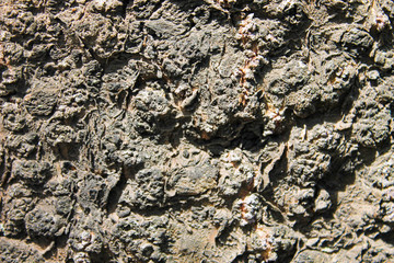 Rustic Stuccoed Wall