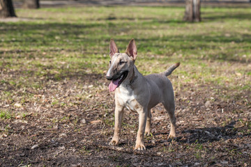 Young Female bull terrier dog on green grass in a park. Dog wearing dog dress