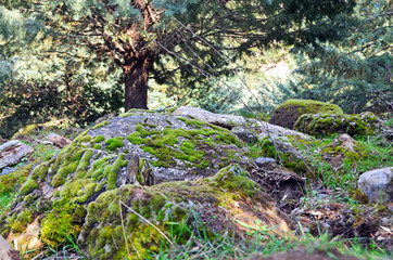 Mossy rocks in pine tree forests