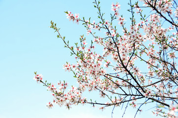 Beautiful spring flowers on trees 