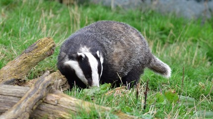 Badger