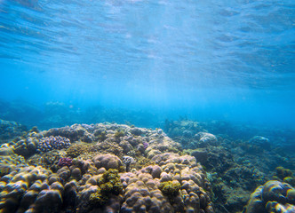 Underwater landscape with coral reef. Tropical seashore perspective photo