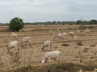Obraz premium Cow herd at the street