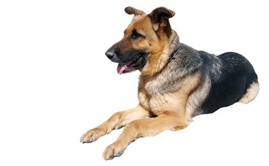 Portrait of german sheperd on white