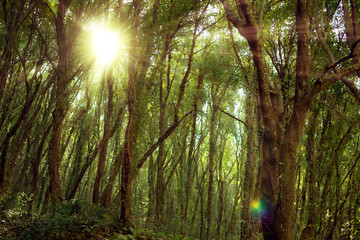 Fototapeta na wymiar Foresta con raggi di sole 