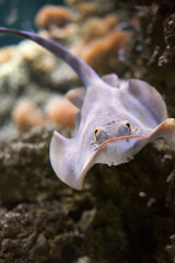 Close up on manta ray swimming