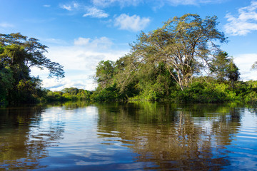 Flooded Amazon Jungle