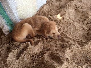 Fototapeta Puppy plaing at the beach obraz
