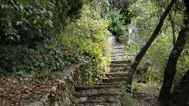 An old stone stairway covered with ivy plant