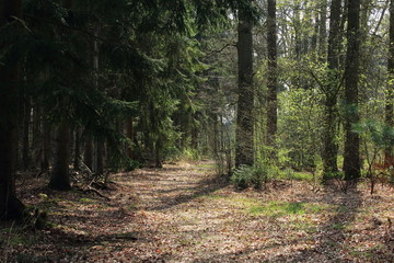Waldweg mit Licht und Schatten