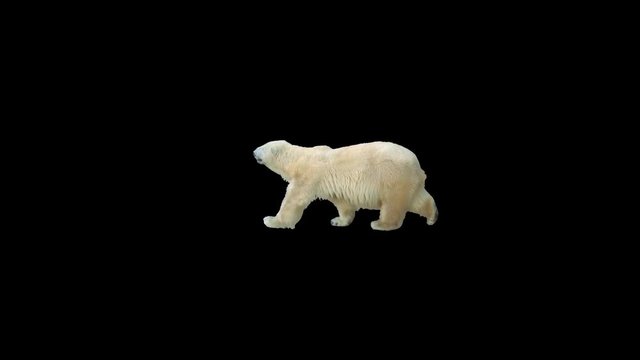 Polar bear walking across the frame on black screen, real shot, isolated on alpha channel premultiplied with black and white luminance matte, perfect for digital composition, cinema, 3d mapping