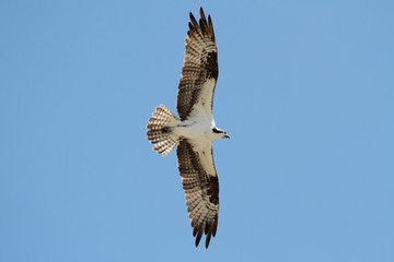 Osprey (pandion haliaetus)