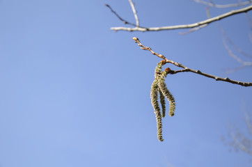 Blossoming tree branch against the blue sky