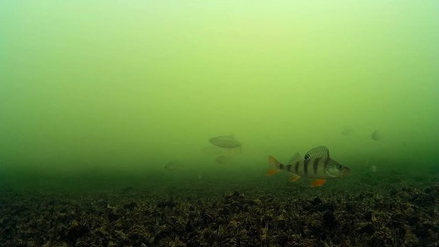 Fishing on a freshwater lake, the behavior of fish under water
