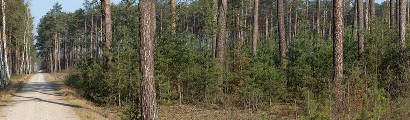 Obraz premium Pine tree forest.