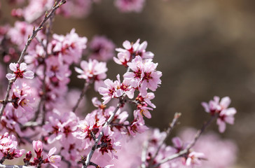 Spring flowers with blured background