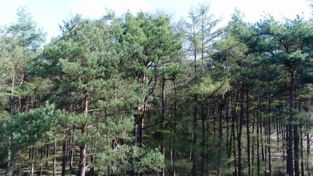 Aerial bird view moving up near beautiful temperate coniferous forest first showing trunks of trees then showing amazing different green pine forest colors during this beautiful day 4k high resolution