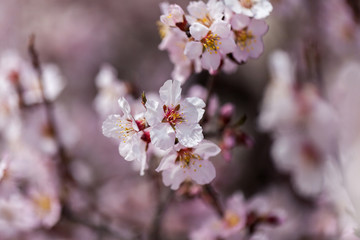 Spring flowers with blured background