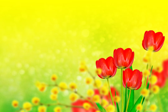 Bright and colorful flowers tulips