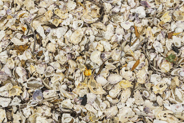 Broken Sea Shells, mussels, oyster, white, yellow, shellfish, pattern at Omana Beach Auckland New Zealand
