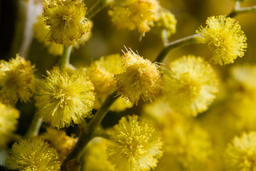 Yellow Flower Macro