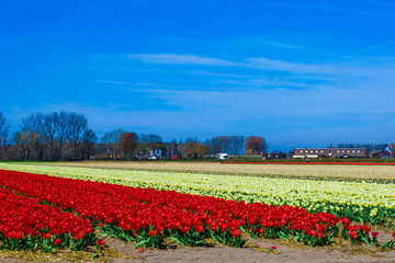 Beautiful tulips field. Beautiful flower background.