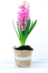 Hyacinth flowers 