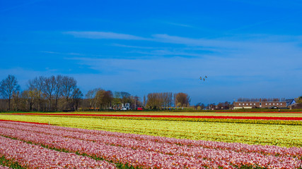 Fototapeta na wymiar Beautiful tulips field. Beautiful flower background.