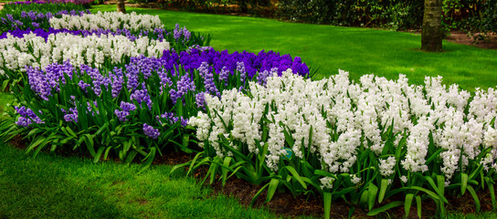 beautiful multicolored hyacinths. Colorful  hyacinth flowers blossom in  spring garden