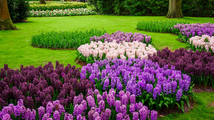 beautiful multicolored hyacinths. Colorful  hyacinth flowers blossom in  spring garden