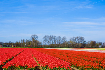 Landscape with tulips. Beautiful landscape of colorful tulip flower field