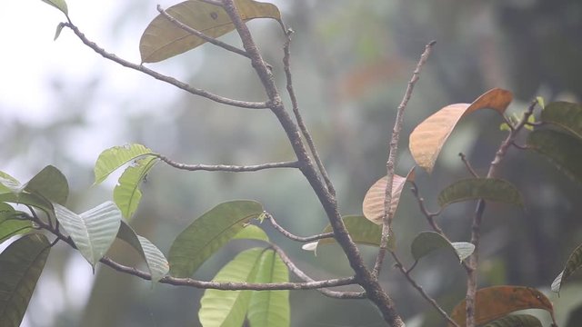 Dusky broadbill (Corydon sumatranus) in Borneo