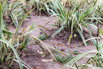 Isolated Grass