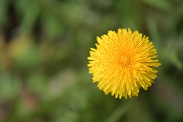 dandelion