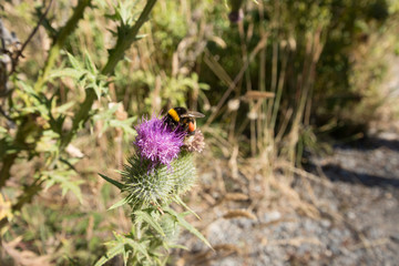 abeja polinizando una flor de cardo lila