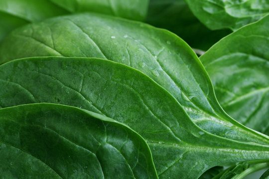 Close up of spinach leaves; abstract background.