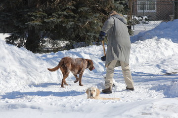 Man shoveling snow from his driveway after a heavy snowfall, with his dog keeping him company.