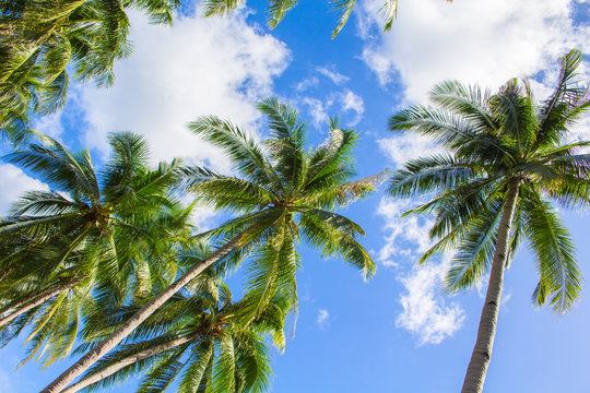 Palm tree and bright blue sky with white clouds. Tropical nature idyllic photo for banner background.