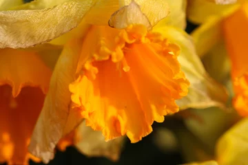 Wandcirkels tuinposter Yellow daffodil © Rene