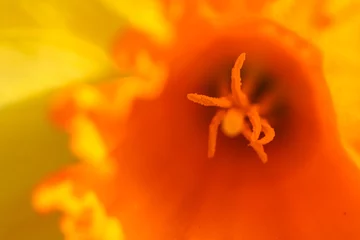 Fotobehang Yellow daffodil © Rene