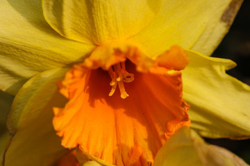 Yellow daffodil