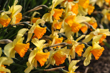 Bunch of yellow daffodils