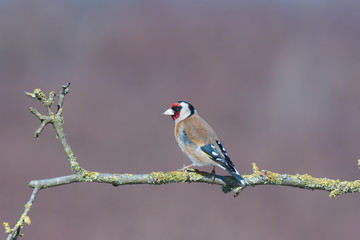 Goldfinch 01