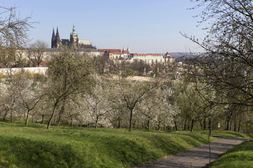 Spring Prague gothic Castle with the green Nature and flowering Trees, Czech Republic